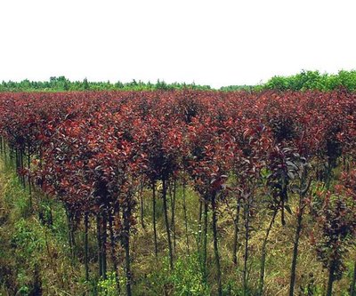 「圖」紅葉李 綠化苗木 灌木 紅紫色的葉子 2年苗 風(fēng)景樹(shù) 批發(fā)苗木7