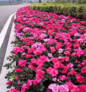 廣元波絲菊批發價格,各種工程苗木