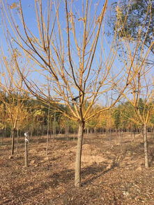 故城國(guó)槐小苗哪里強(qiáng) 玉業(yè)苗木