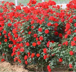 地被月季價格 地被月季養殖方法