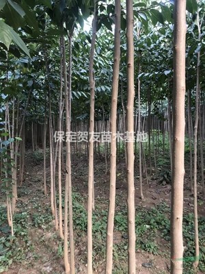 保定賀友苗木基地