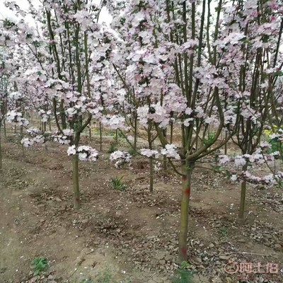 【誠信經(jīng)營海棠苗廠家西府海棠的用途】泰安高新區(qū)旺運苗木中心 - 產(chǎn)品庫