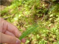 中國農業黃頁 名錄 中國農業公司 廠家 八方資源網農業黃頁