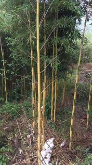 恭喜安吉其龍苗木種植場入駐苗木通平臺 專注精品綠化苗木