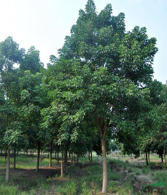 鄭雷雷苗圃 江蘇重陽木苗木基地 重陽木