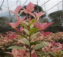 【南京新產品五彩桂花苗、鴻林苗木(圖)、五彩桂花圖片】價格,廠家,圖片,工程承包,常州鴻林苗木專業合作社chun銷售部-中國行業信息網