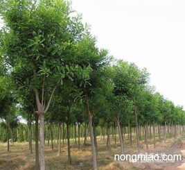 長期供應綠化苗木 常葉青