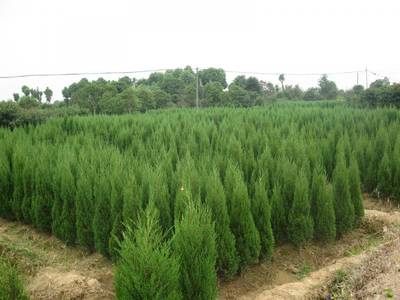 安康塔柏廉價批發(fā) 塔柏常見病害圖片_高清圖-陜西雨果園林苗木基地