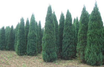 苗木分幾個(gè)等級?精品苗木的標(biāo)準(zhǔn)是什么?