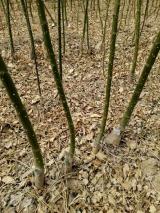 苗木出售 苗木供應(yīng)信息 443