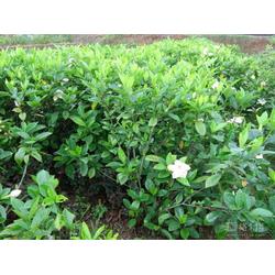 湖南綠化苗木批發(fā) 綠化苗木供應(yīng) 綠化苗木廠家 