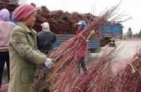 低價直銷 紅瑞木 丁香 各種規(guī)格 量大從優(yōu)[供應]_綠化苗木_世界工廠網中國產品信息庫