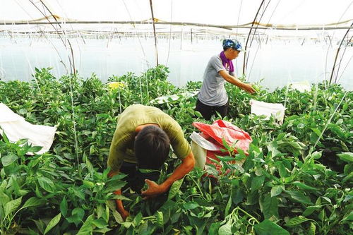 魏縣發(fā)展扶貧產業(yè)鞏固提升脫貧成果側記