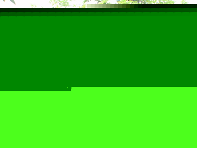 供應桂花、含笑