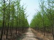 供應山東銀杏苗木,優質銀杏苗木,銀杏樹_紡織、皮革_世界工廠網中國產品信息庫