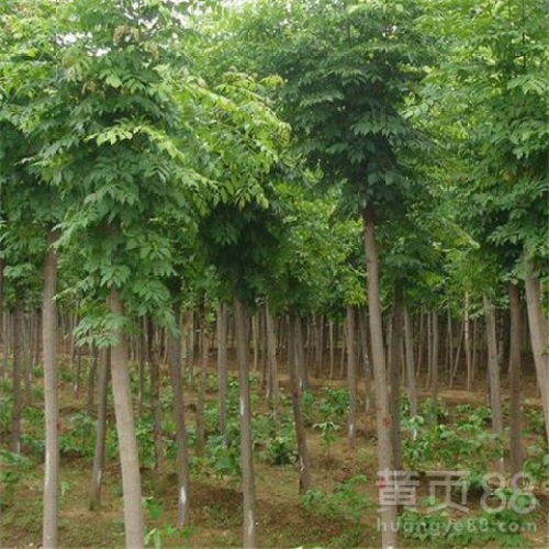 【菏澤白蠟苗木批發價】- 