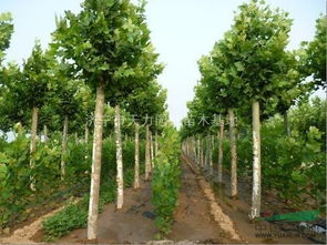 國槐 山東國槐 國槐特價(jià)苗 山東濟(jì)寧綠色苗木基地 15265797998