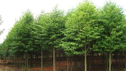 奉新綠霖苗木專業(yè)合作社 專業(yè)花卉種植，綻放鄉(xiāng)村經(jīng)濟(jì)新活力