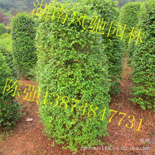 湖南風(fēng)馳園林 精品小葉雨針柱形樹，綠化苗木的專業(yè)供應(yīng)商